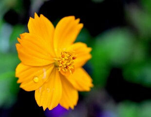 yellow flower with drop of dew