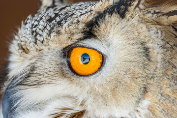 Close-up of an eagle owl, Ontario, Canada