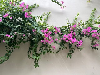 pink bougainvillea in Hue, Vietnam