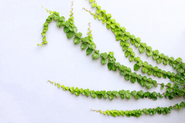 Ivy vines growing on white walls and beautiful branches,copy space and bush isolated on white background