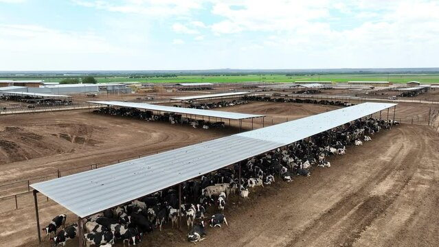Beef cattle under open air shelter at feedlot in southwest USA. Aerial rising establishing shot of many cows.