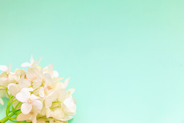 Flat lay composition with spring white flowers on a green background