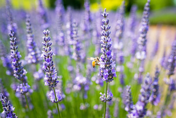 Close-up of organic lavender flowers with bees on a lavender farm