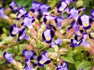 Torenia fournieri