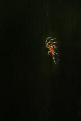 Spider and spider web with water drops