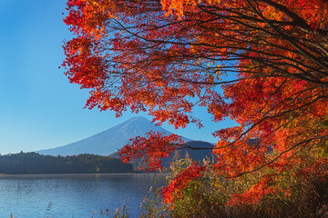 河口湖畔より紅葉越しに富士山を望む