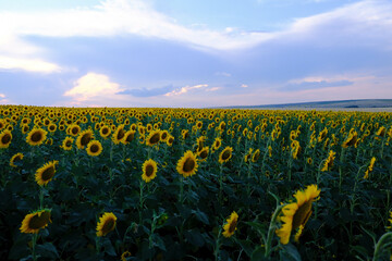 Obraz premium A field of sunflowers against a background of bright blue clouds.