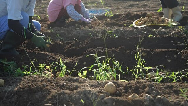 じゃがいもの収穫をする様子