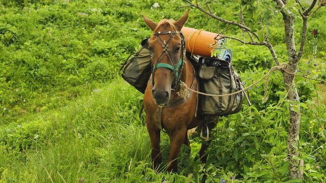A pack horse stands on a mountainside tied to a tree. Horse laden with hiking backpacks and mats close-up. Mountain tourism with equipment with horses. In the background is a hiker