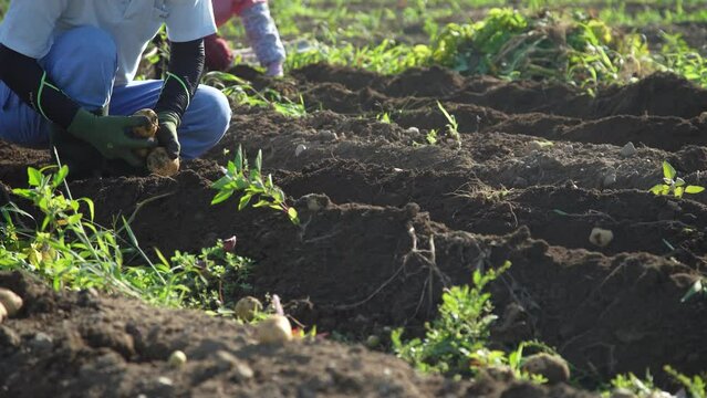 じゃがいもの収穫をする様子