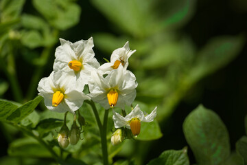 Naklejka na ściany i meble Potatoes flowers blossom, flowering potato plant