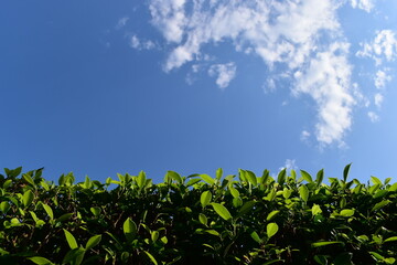 beautiful blue sky and white fluffy cloud with green leaf of tree in the morning, natural background