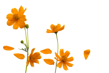 orange flowers cosmos arrangement flat lay postcard style 