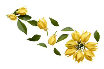yellow flowers ylang ylang local flora arrangement flat lay postcard style 