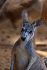 kangaroo in the wild close up
