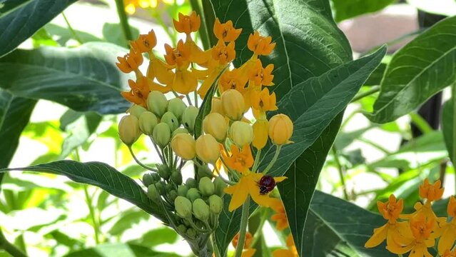 v4K HD video of a ladybug looking for food on milkweed flowers. Meticulously moving from flower to flower across the plant.