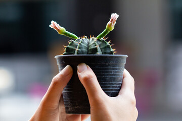 A cactus that is blooming and growing bigger.