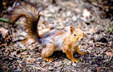 A red squirrel is sitting on the branches of a tree