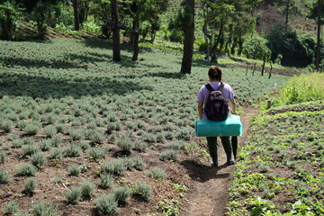 Tourist walking by a thyme field in Guatemala
