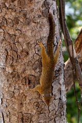 Ein Buschhörnchen klettert kopfüber einen Baum herab
