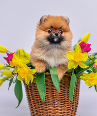 cute fluffy Pomeranian puppy sits in a basket with a bouquet of spring flowers on a white background