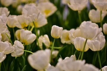 Fototapeta premium Tulip Flower in White color on isolated or group in blurrly red, green, white or dark background