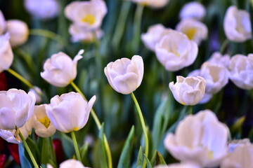 Tulip Flower in White color on isolated or group in blurrly red, green, white or dark background