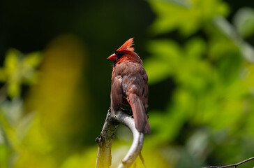 Northern Cardinal