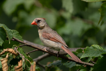 female Northern Cardinal