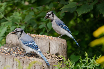 blue jay on branch