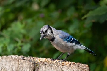 blue jay bird
