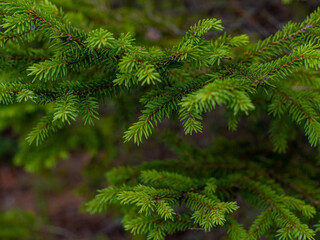 Christmas Background with beautiful green pine tree brunch close up. Copy space. Close up of fir tree branches as background. Shallow focus.