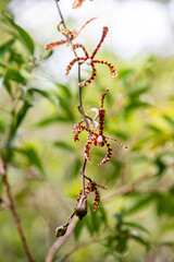 A reddish-brown striped orchid shaped like a spider blooming in nature.