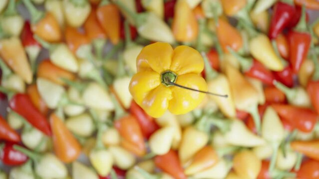 Yellow Habanero pepper rotates against the backdrop of assorted mini chili peppers.