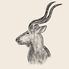 Antelope illustration of a male antelope