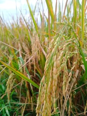 rice in the field in thailand