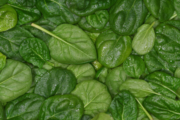 Close up top view pile of slightly wet fresh Baby Spinach leaves soft lighting filling the frame 