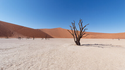 Wide-angle view of dead acacia trees (Acacia erioloba) on a white clay pan in Deadvlei in the Namib-Naukluft National Park in Namibia