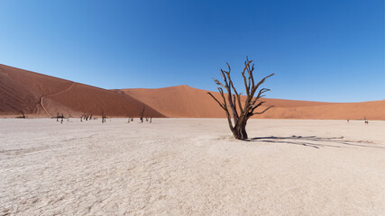 Wide-angle view of dead acacia trees (Acacia erioloba) on a white clay pan in Deadvlei in the...