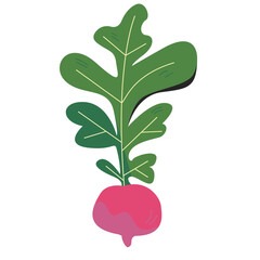 hand drawing style sugar beet illustration