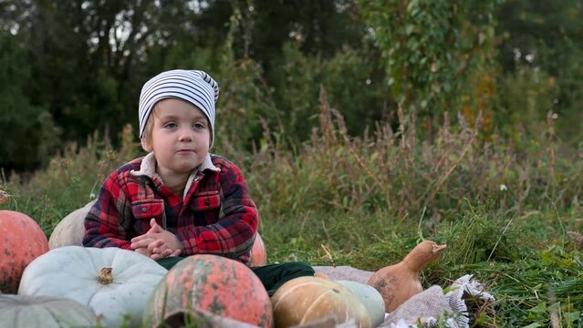 Little boy plays with organic pumpkins in the garden. Harvest in autumn. Halloween traditions and fun.