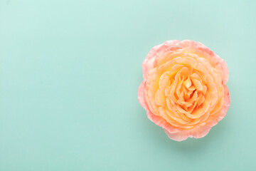 Blurred background with rose. Copy space for your text. Mock up template. Can be used for wallpaper, wedding card.