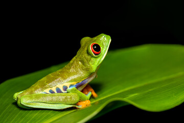 Red-eyed tree frog (Agalychnis callidryas), Beautiful iconic Green frog with red eyes sits on a red leaf in the tropics. Tortuguero National Park, Costa Rica wildlife. - 633234632