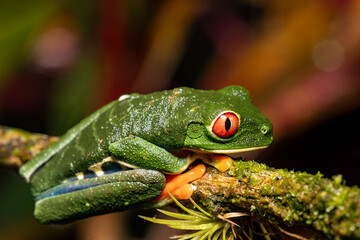 Red-eyed tree frog (Agalychnis callidryas), Beautiful iconic Green frog with red eyes sits on a red leaf in the tropics. Refugio de Vida Silvestre Cano Negro, Costa Rica wildlife.