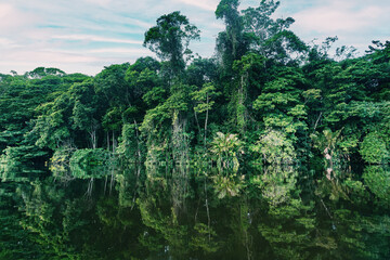 Dense Tropical rainforest landscape. Traditional Costa Rica green landscape. river Cano Muerto, Tortuguero, Costa Rica