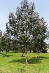 Eucalyptus glaucous of myrtle family grows in eucalyptus grove in ornithological reserve. Sirius...