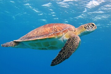 Cute sea turtle swimming underwater in the blue water. Vivid blue ocean with sea turtle. Scuba...