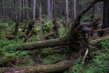 Lush flora in woods jungle wilderness rain forest nature landscape scenery in national park near Hoonah, Icy Strait Point in Alaska with trees, bushes, flowers and green grass environment