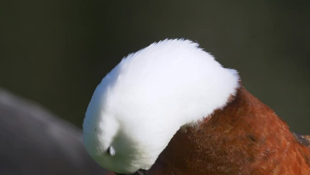 Female paradise shelduck preens her feathers closeup of the head