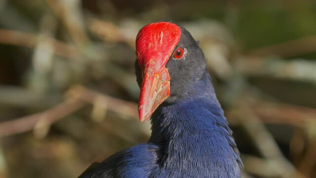 Close up of the head of a pukeko preening its feathers also known as a purple swamphen or gallinule